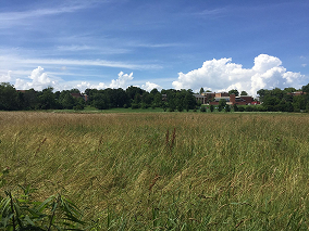 Campo soleado